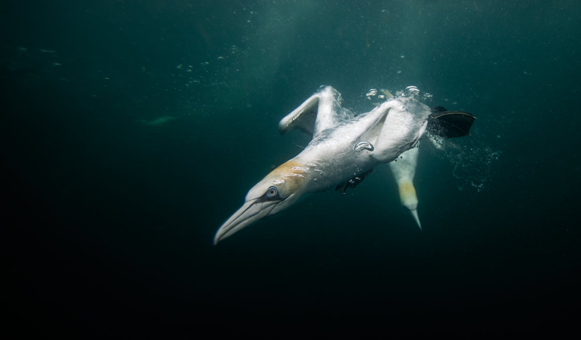 Northern gannet underwater
